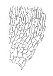 Brachythecium campestre, alar cells of stem leaf. Drawn from K.W. Allison 5723, CHR 379104.
 Image: R.C. Wagstaff © Landcare Research 2019 CC BY 3.0 NZ